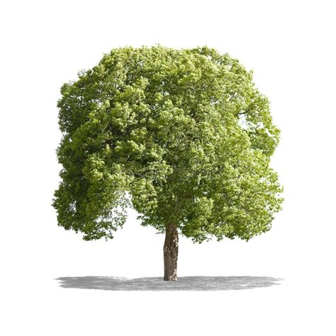 beautifull green tree   white background  high definition stock