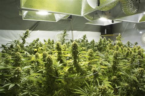 duo loopt tegen de lamp bij overlading cannabisplanten  menen kwbe