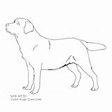Lab Coloring Pages Printable Color Getcolorings Dog sketch template