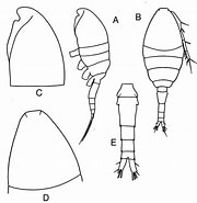 Afbeeldingsresultaten voor "oithona Simplex". Grootte: 180 x 185. Bron: copepodes.obs-banyuls.fr