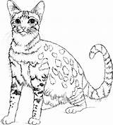 Coloring Pages Big Cat Cats Colouring Printable Color Print Getcolorings sketch template