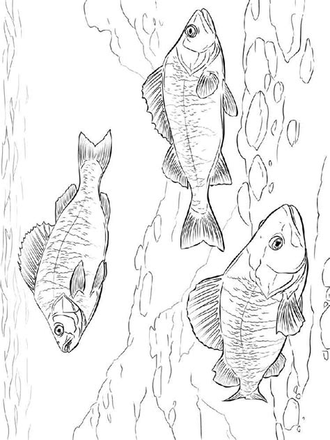 freshwater fish coloring pages   print freshwater fish