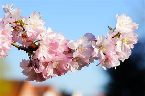 wallpaper id  east asian cherry flowering twig fragility