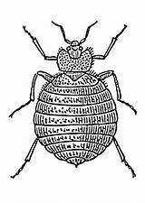 Coloring Bedbug Large sketch template