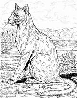 Leopard Coloring Pages Animals Print Habitat Coloringbay sketch template