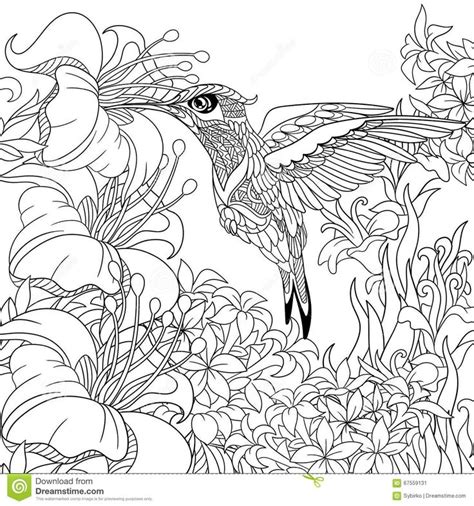 hummingbird coloring pages  adults coloring page blog