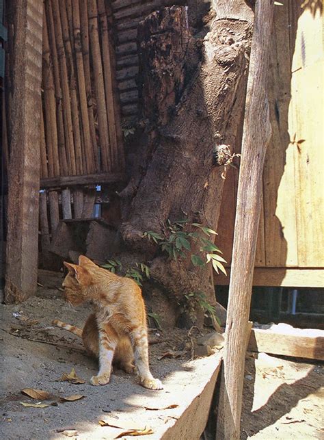 cats from pyay {myanmar} traveling cats travel