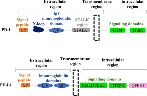 frontiers resistance  pd lpd  blockade immunotherapy  tumor