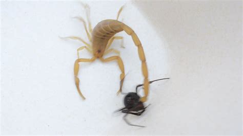 Scorpion Catches Black Widow For Its Prey Warning May Be
