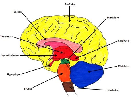 Wie Ist Das Gehirn Aufgebaut Bio Einfach Erklärt