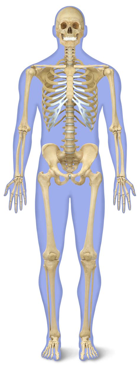 number  bones  human body skeleton facts dk find