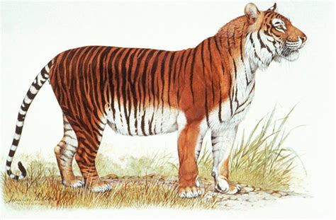 javan tiger tasmanian tiger caspian tiger types  tigers tiger