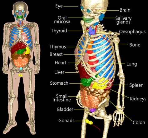general anatomy  human body  images www
