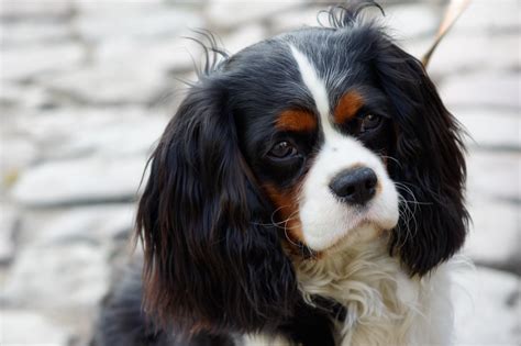 cavalier king charles spaniel simple english wikipedia   encyclopedia