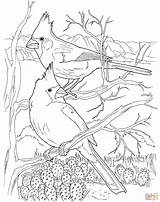 Cardinal Bird Cardinals Deserto Colorare Phainopepla Supercoloring Disegno Designlooter Categorieën sketch template