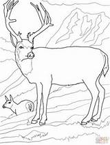 Elk sketch template