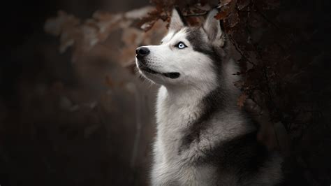 siberian husky dog breed  hd  wallpapersimages