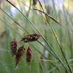 Image result for Carex_limosa. Size: 150 x 150. Source: www.atlas-roslin.pl