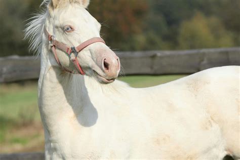 overo lethal white syndrome foals  horses symptoms