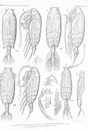 Afbeeldingsresultaten voor "euchirella Messinensis". Grootte: 125 x 185. Bron: www.marinespecies.org