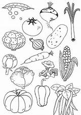 Vegetable sketch template