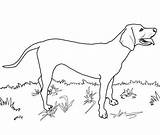 Dog Coonhound Redbone Labrador Dalmatian Vizsla Retriever Library Colouring Newfoundland Puppy Supercoloring sketch template