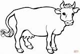 Coloring Pages Cows Cow Herd Printable Popular sketch template