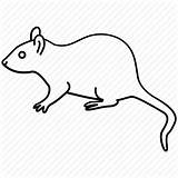 Rat Outline Drawing Mouse Rodent Icon Clipart Pest Extermination Invasive Brown Collection Drawings Iconfinder Clipartmag Paintingvalley Outlines sketch template