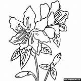 Coloring Rhododendron Flower Flowers Pages Drawing Azalea Thecolor Color Getdrawings Drawings Printable Embroidery Patterns Hand Pattern 560px 39kb sketch template