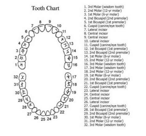 dental charting practice worksheets