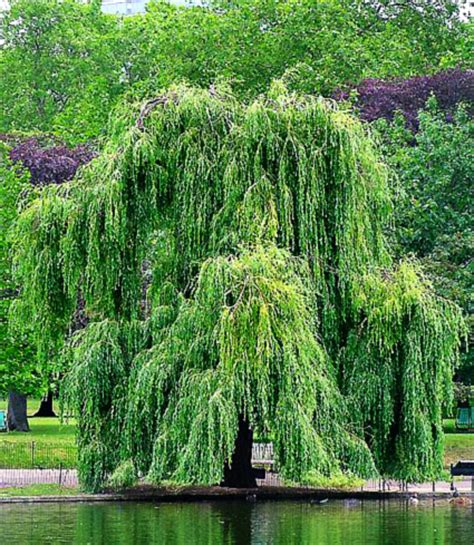 willow tree pictures  images facts  willow trees