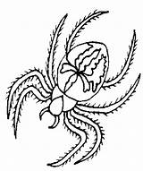 Spider Coloring Pages Color Back Print Animal Sheets sketch template