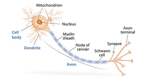 axons  spindly arms extending  neurons  transmit information  neuron