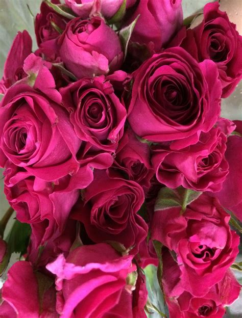 super nova spray roses all year bright pink flowers rose varieties spray roses pink