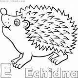 Echidna Coloring Pages Kids Getcolorings Colorin Color Print Printable sketch template