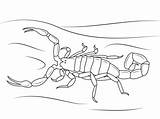 Coloring Pages Scorpion Bark Scorpions Striped Printable Drawing Drawings Categories Popular 63kb 1199 sketch template