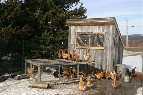 filechicken coop  winterjpg wikimedia commons