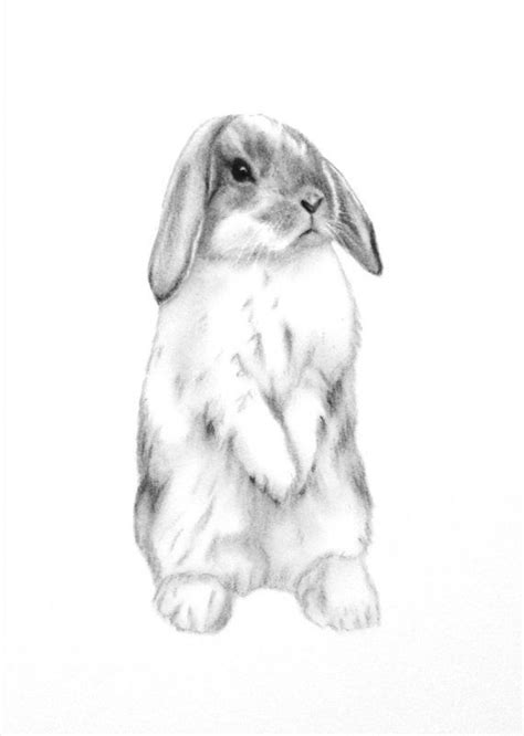image result  sketch lop rabbit standing bunny sketches bunny art