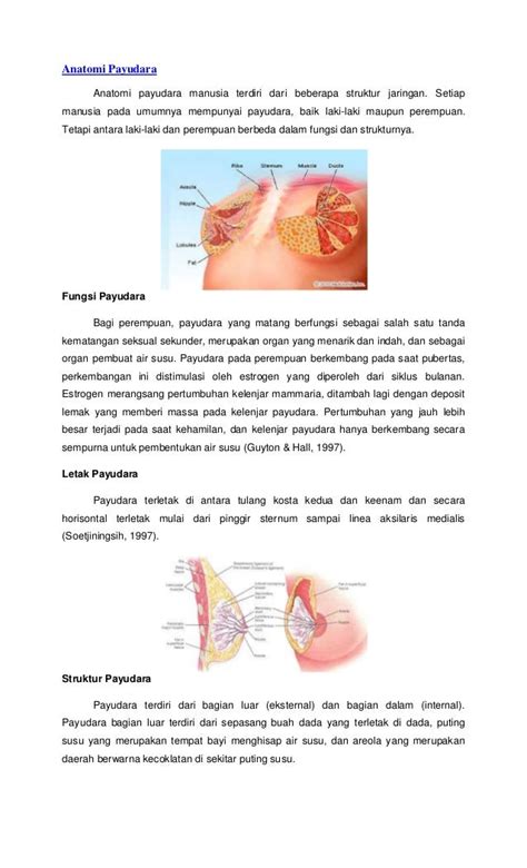 Gambaran Anatomi Payu Dara