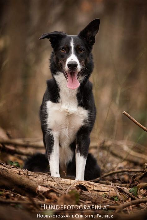 border collie that looks like my piper border collie collie border collie pictures