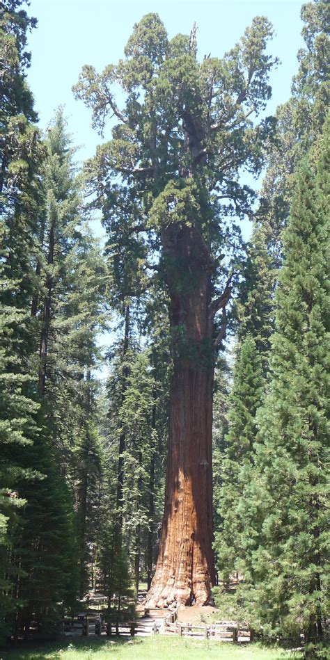 filesequoia national park general sherman treejpg