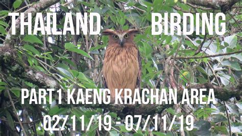thailand birding part  kaeng krachan area youtube