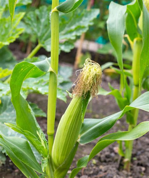 grow sweet corn  guide  planting corn    gardeningetc