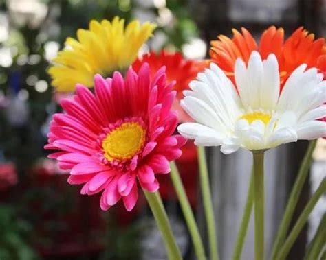 Fresh Daisy Flower At Rs 50 Unit New Items In New Delhi Id 14646140091