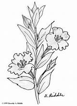 Coloring Petunia Pages Wildflower Color 74kb Getcolorings Print sketch template