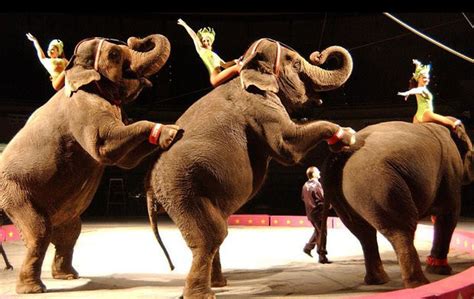 hudson county freeholders aim  ban circus  exotic animals shows  county property njcom