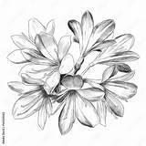 Rysunek Kwiaty Druku Bukiet Wazonie Kwiatow Fleur Graphiques Vectoriels sketch template