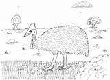Birds Coloring Pages Cassowary Robin Great Biggest 3rd 2nd Earth Both Still Last These Two sketch template