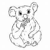 Premium Koala Eucalyptus Doodle Chewing Outline Leaves Eating Coloring Comic Cartoon Vector Drawing Cute Style sketch template