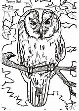 Owl Coloring Pages Color Printable Kids Sheets Owls Printables Book Realistic Rocks Drawings Worksheets sketch template